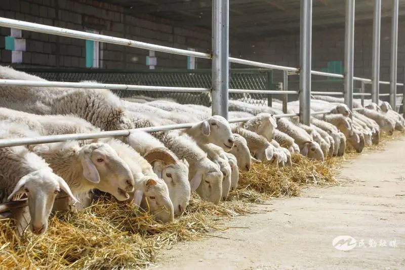 欣海牧業 “牧”歌嘹亮，奏響鄉村振興肉類新篇章