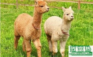 2017年養(yǎng)羊駝賺錢嗎？前景與市場價格行情深度解析