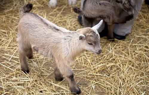 家畜 人類高度馴化的動物與肉類來源百科